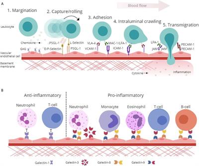 Vascular Endothelial Galectins in Leukocyte Trafficking